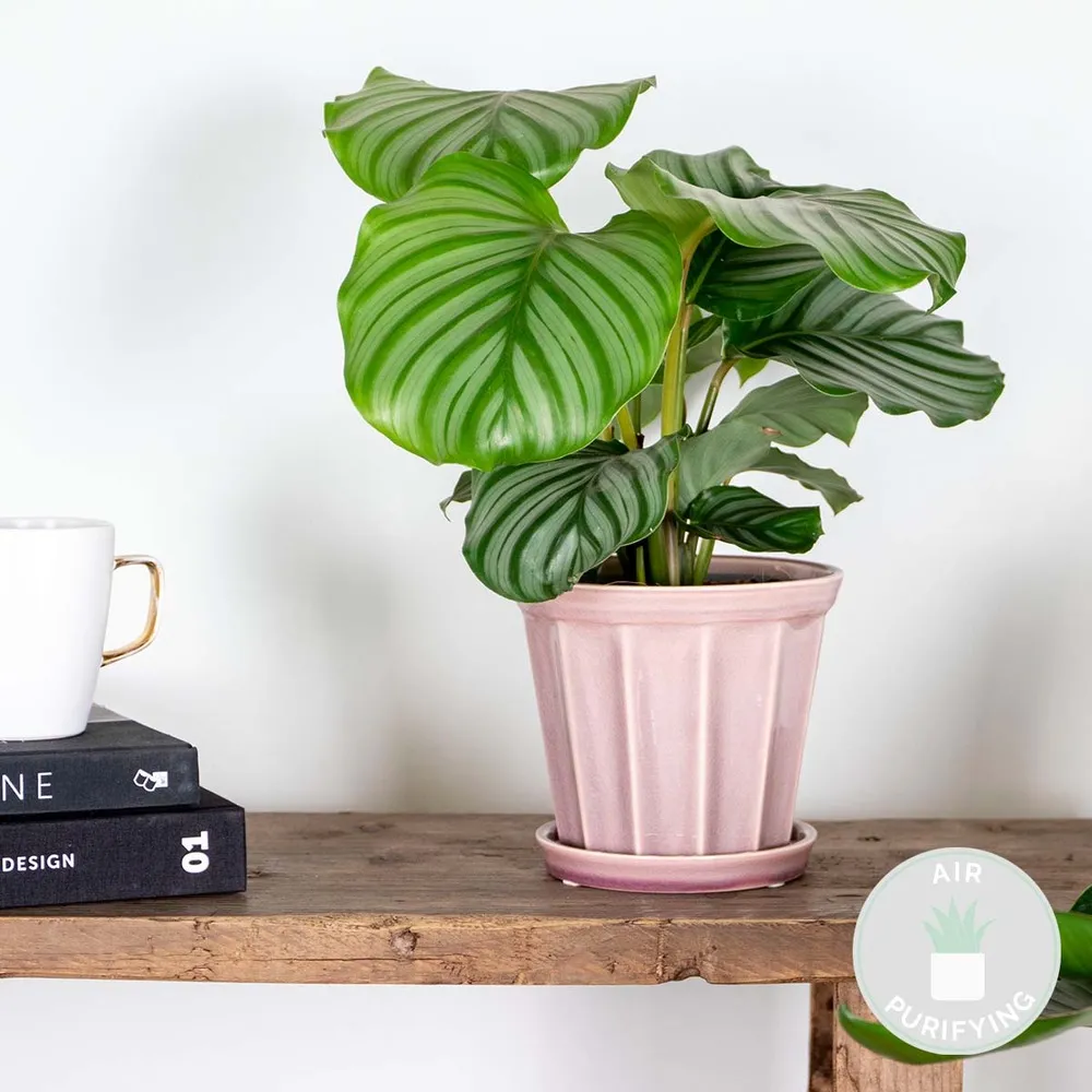 Calathea orbifolia - plante paon - plante d'intérieur - purificateur d'air - ⌀14 cm - ↕40-45 cm